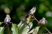 Carduelis carduelis