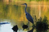 Ardea cinerea