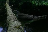 Accipiter nisus