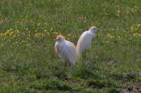 Bubulcus ibis