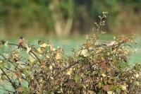 Sylvia communis