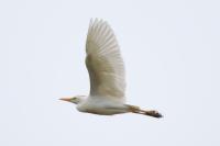 Bubulcus ibis