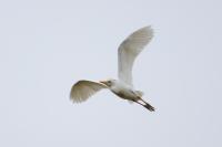 Bubulcus ibis