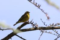 Chloris chloris
