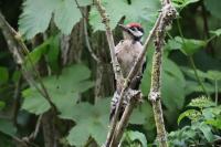 Dendrocopos major