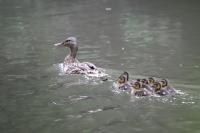 Anas platyrhynchos