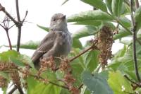 Muscicapa striata