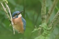 Alcedo atthis