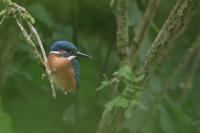 Alcedo atthis
