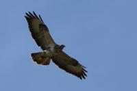 Buteo buteo