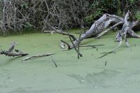 Nycticorax nycticorax