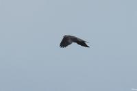 Corvus monedula