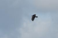 Corvus frugilegus