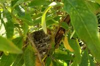 Carduelis carduelis