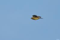 Emberiza citrinella