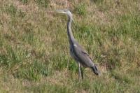 Ardea cinerea