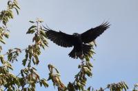 Corvus corone