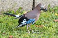 Garrulus glandarius