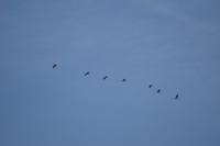 Ardea cinerea