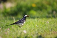 Motacilla alba alba