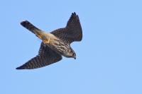 Falco columbarius