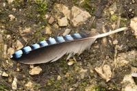 Garrulus glandarius