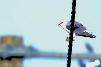 Elanus caeruleus