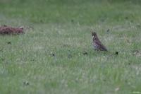 Turdus viscivorus