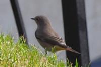 Phoenicurus ochruros