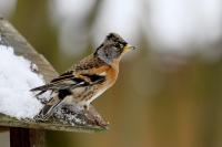 Fringilla montifringilla