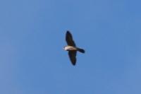 Falco peregrinus