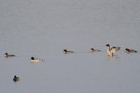 Mergus merganser