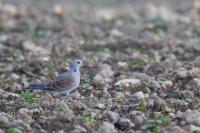 Streptopelia turtur