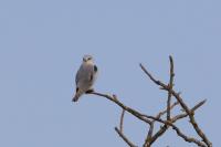 Elanus caeruleus