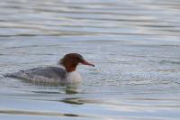 Mergus merganser