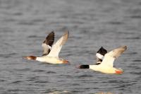 Mergus merganser