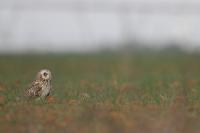 Asio flammeus