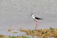 Himantopus himantopus