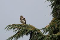 Circaetus gallicus