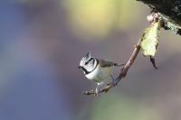 Lophophanes cristatus