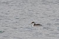 Podiceps auritus