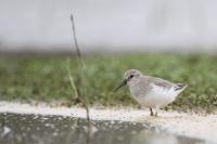 Calidris canutus