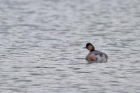 Podiceps nigricollis