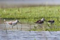 Tringa nebularia