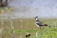 Vanellus vanellus