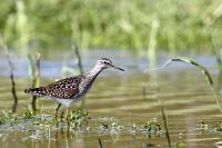 Tringa glareola
