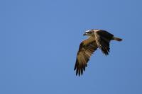 Pandion haliaetus