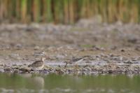 Calidris pugnax