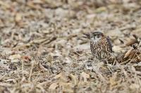 Falco columbarius