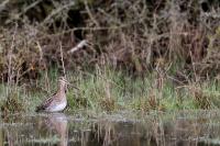 Gallinago gallinago